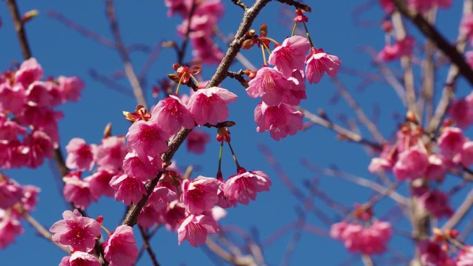 台岛樱花