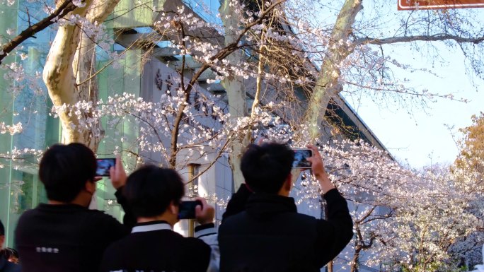 南京玄武区玄武湖景区游客观赏樱花人流风景