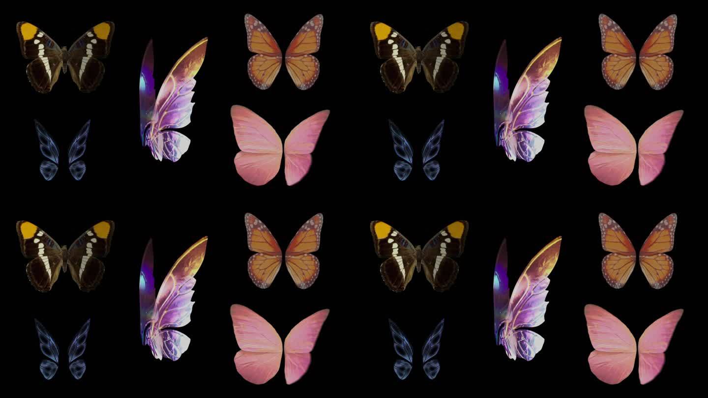 【无缝循环】5只不同飞舞的蝴蝶