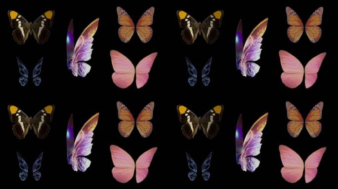 【无缝循环】5只不同飞舞的蝴蝶