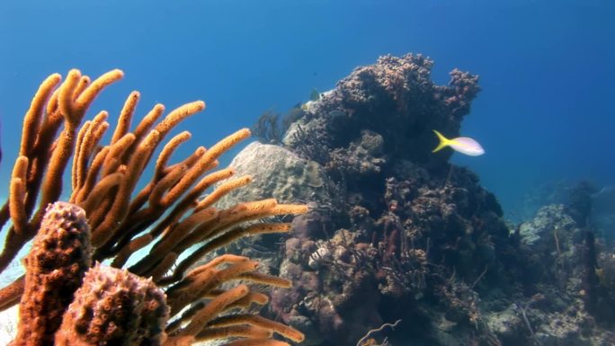 加勒比海的海底世界是令人惊叹的珊瑚礁的家园。