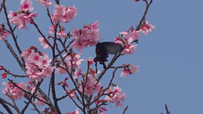 吃樱花的燕尾蝶。