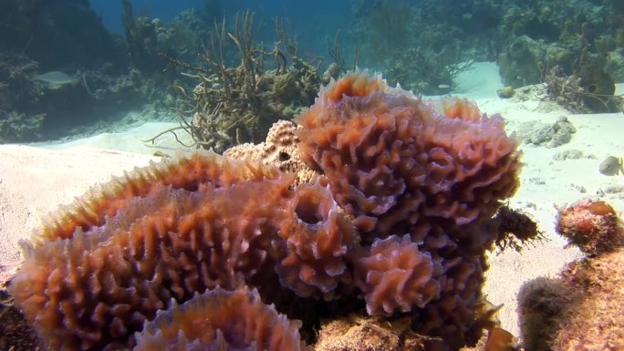 加勒比海水下海床上的红珊瑚特写。