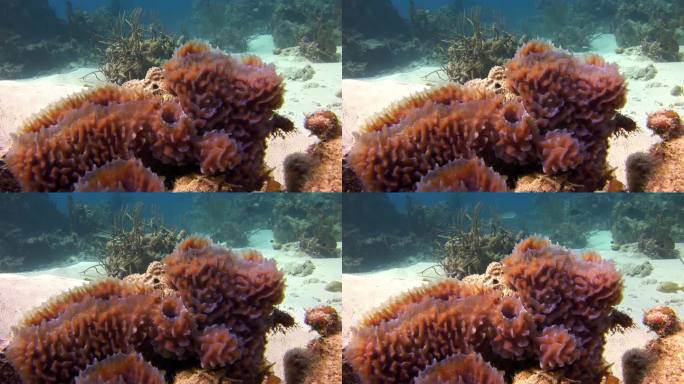 加勒比海水下海床上的红珊瑚特写。