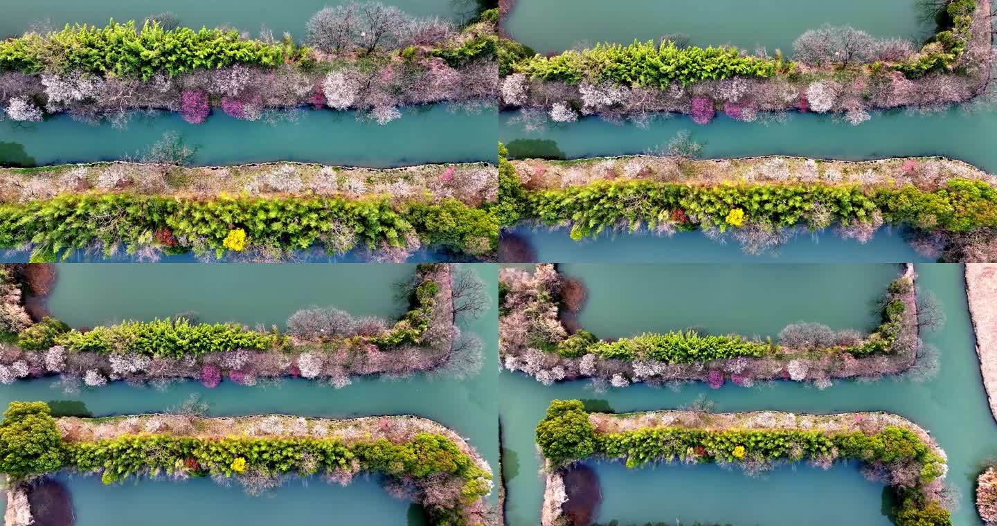 杭州西溪湿地梅花