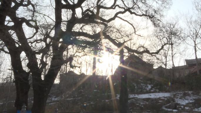 山村 村庄冬日暖阳 光晕 光影枯树萧瑟