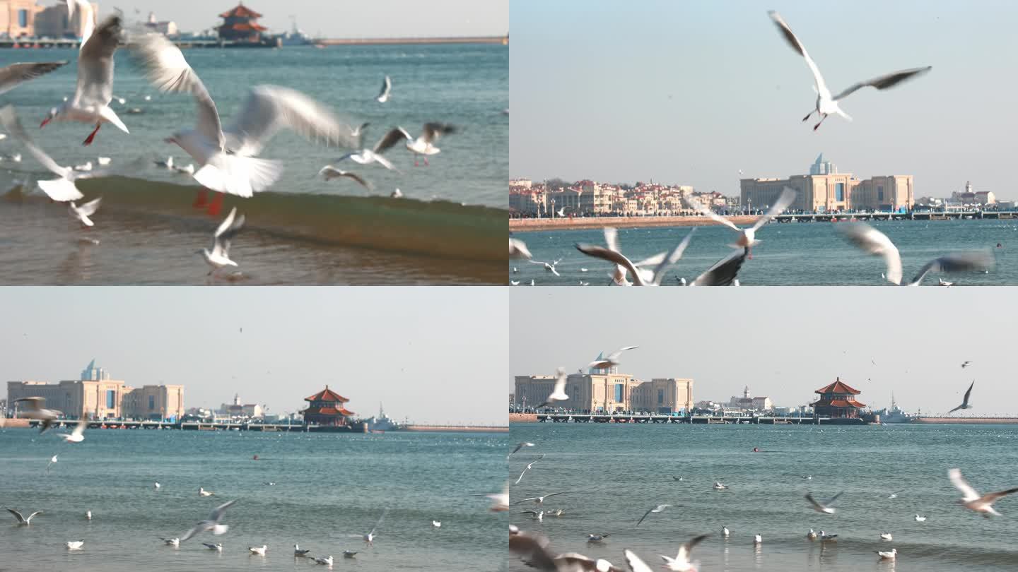 青岛栈桥海鸥