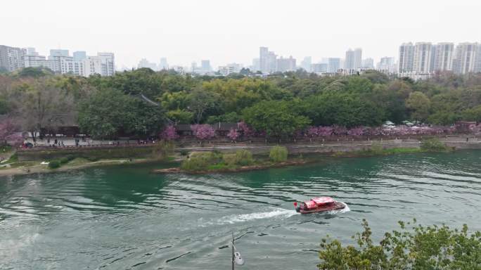 成都望江楼公园红梅开锦江游船春天美景