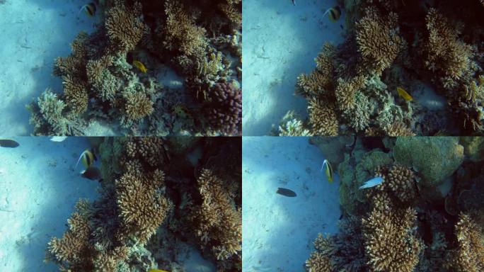 红海赫尔格达的珊瑚礁和水下鱼类