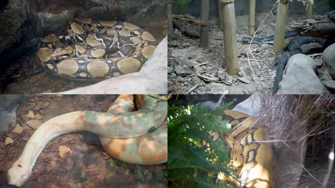 动物园蛇类视频素材
