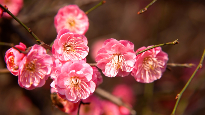 阳光下梅花飘落蜜蜂飞舞