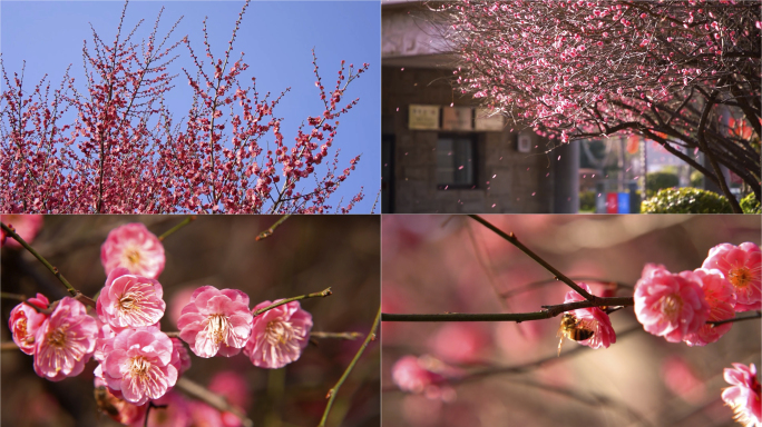 阳光下梅花飘落蜜蜂飞舞