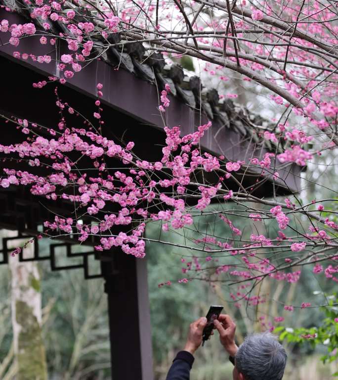 老年人拍摄梅花