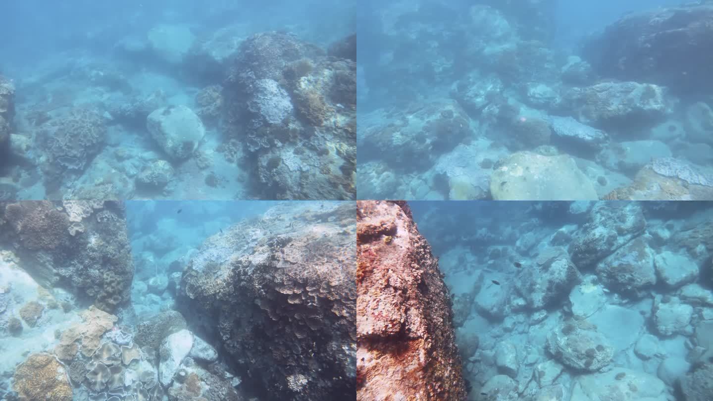 在白天的阳光下，潜入深海，在水下看到生长在岩石巨石上的指革和Montipora Acropora c