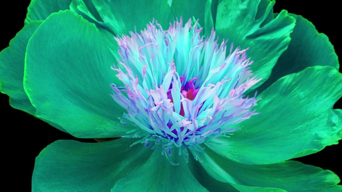 惊人的蓝色牡丹花背景。母亲节，节日，爱，生日