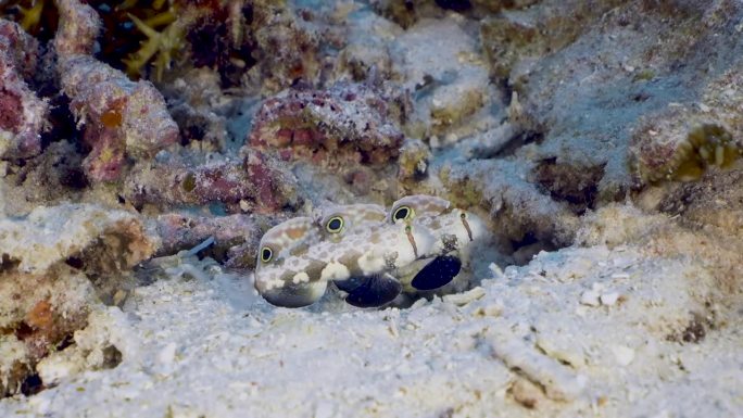 两只信号虾虎鱼(Signigobius biocellatus)在珊瑚礁底部上下移动，寻找捕食者。