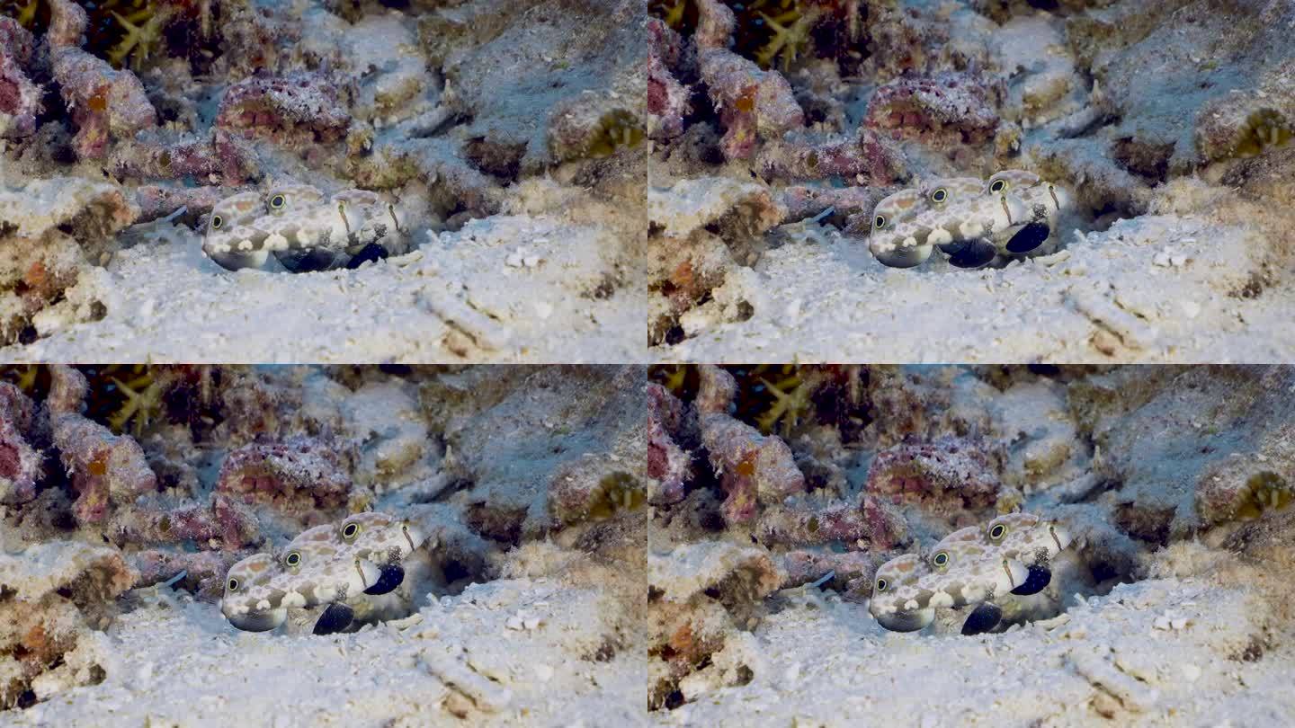 两只信号虾虎鱼(Signigobius biocellatus)在珊瑚礁底部上下移动，寻找捕食者。