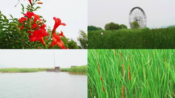 春天的太湖湖滨湿地公园合集