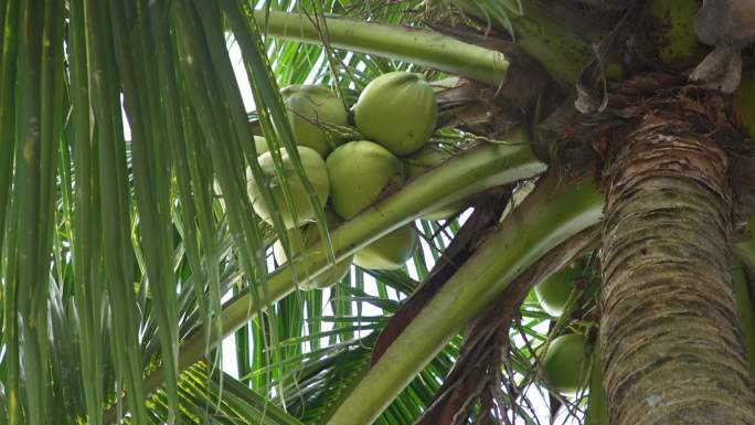 海南椰子树空镜