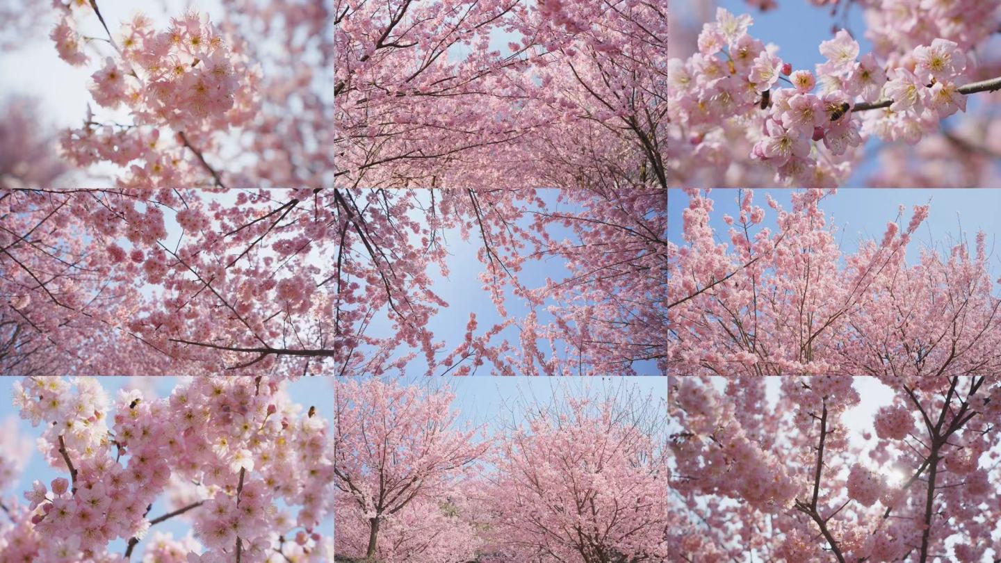 春天粉色樱花树林花海