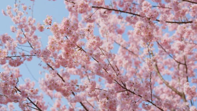 春天粉色樱花树林花海