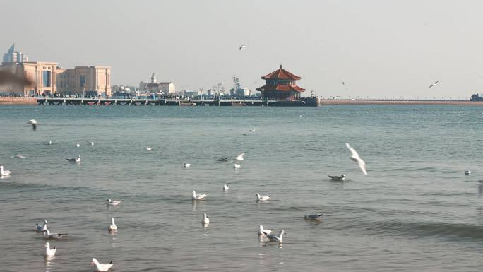 青岛栈桥海鸥