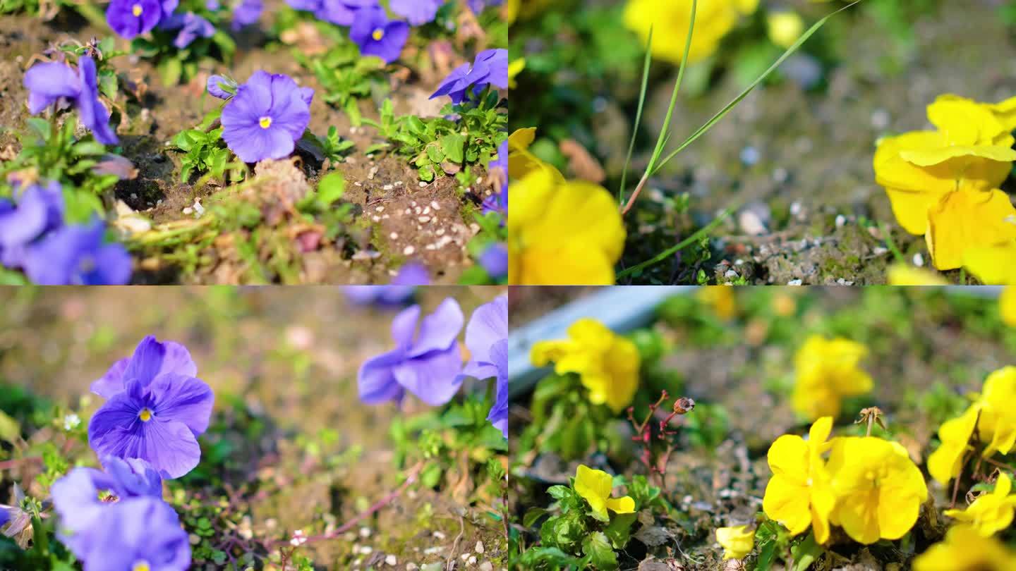 春天来了花朵盛开风景视频素材4