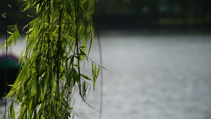 湖光春色 游船 春意盎然 波光粼粼 湖面