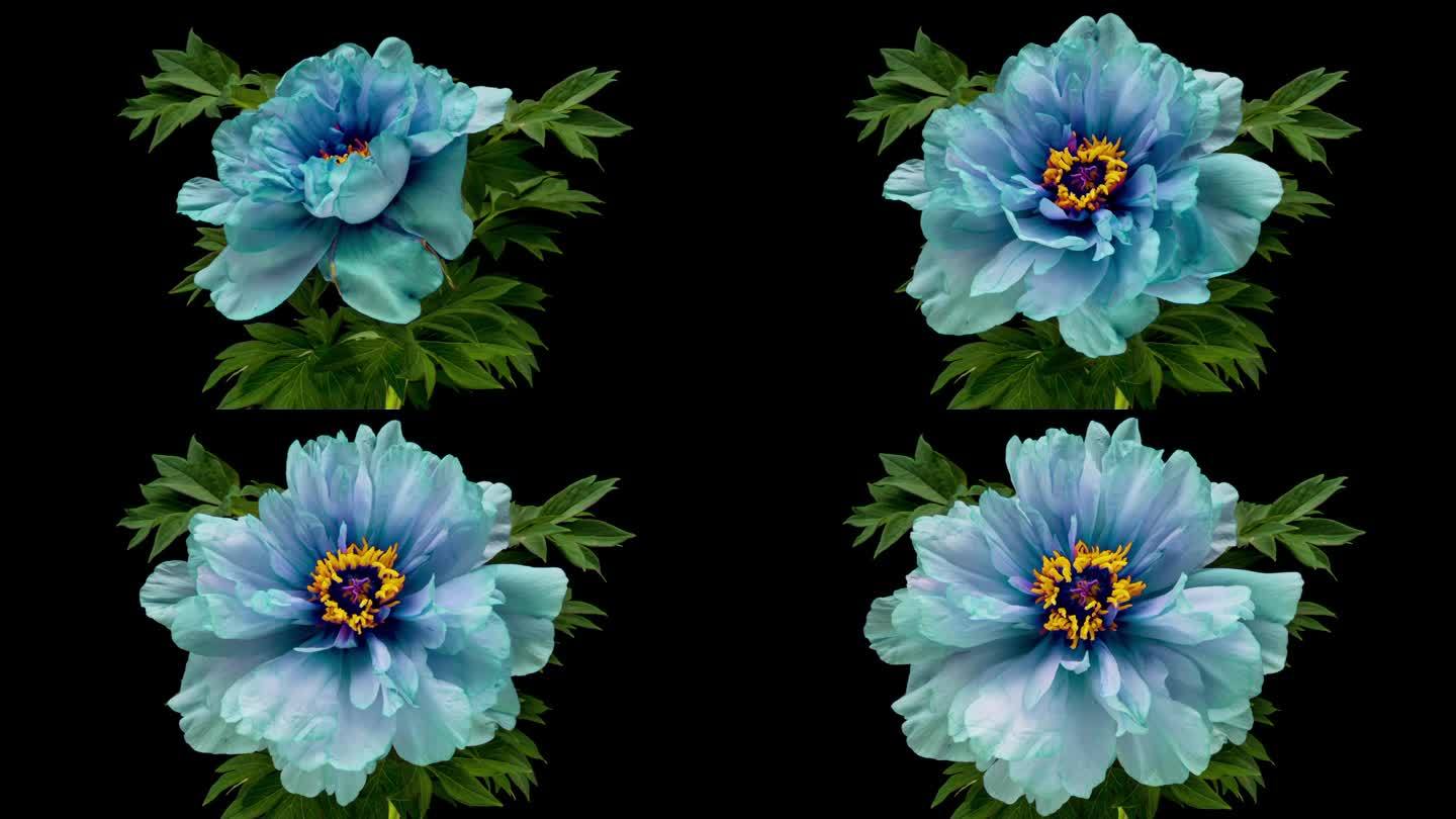 令人惊叹的蓝色牡丹花开放。