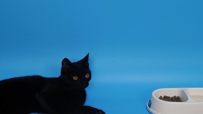 一只黑色家短毛猫躺在一杯食物旁边。喂养宠物，选择猫粮