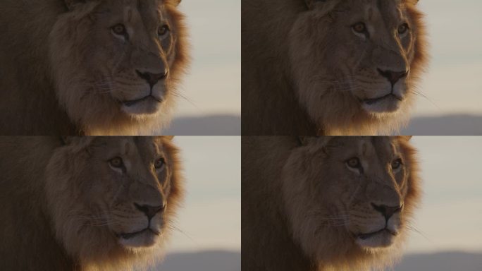 放大近景的狮子脸剪影动态照明