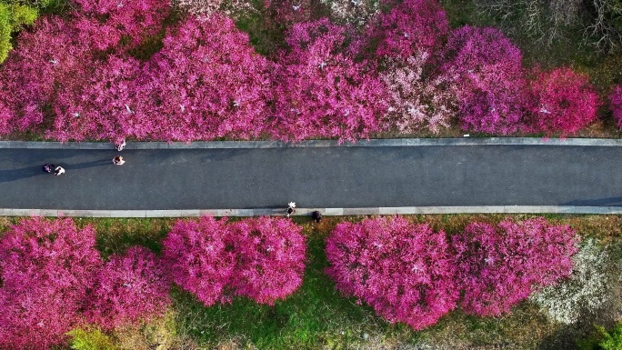 春天开满鲜花的道路公路前进的道路