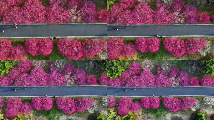 春天开满鲜花的道路公路前进的道路
