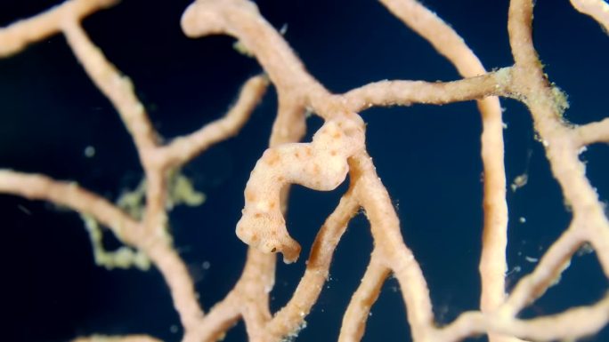 一只小侏儒海马(海马体)躲在柳珊瑚的树枝上。特写镜头。