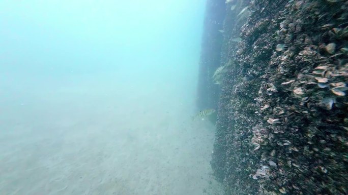水下慢镜头拍摄了一条正在看牡蛎壳的鱼。