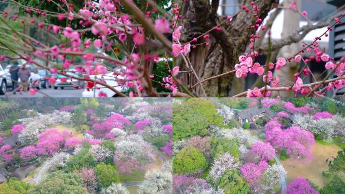 杭州植物园灵峰探梅梅花开了风景视频素材4