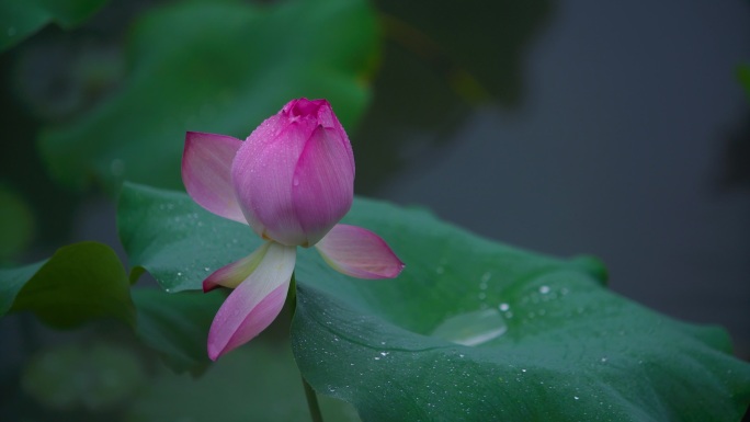 荷花实拍视频4K