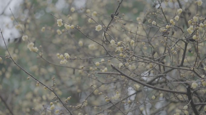 梅花腊梅开花灰片