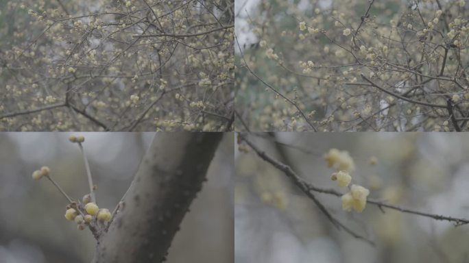 梅花腊梅开花灰片