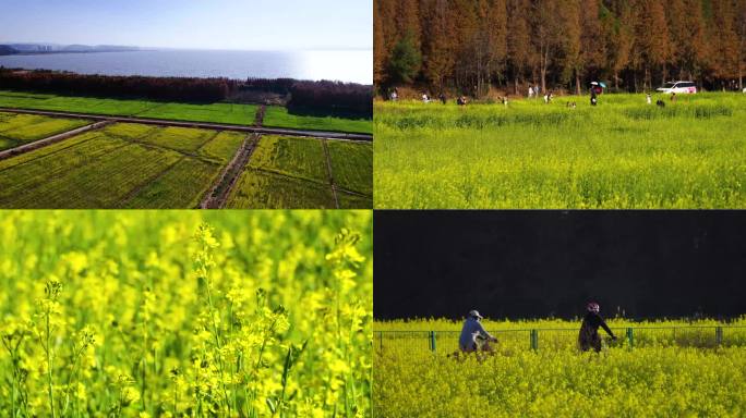 滇池湖畔的油菜花