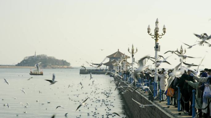 青岛栈桥游客拍海鸥