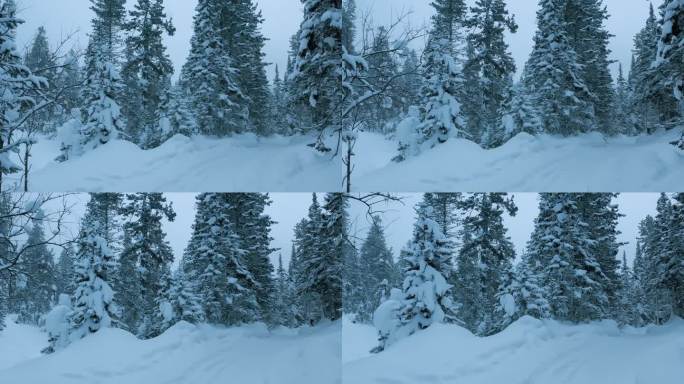 冬季景观雪山森林在暴风雪。冰雪覆盖的杉树间的雪地摩托道路。冬天的俄罗斯，西伯利亚。
