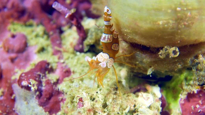 水下的小虾。深蹲海葵虾(Thor amboinensis或性感海葵虾)躲在海底海葵触手中的特写。