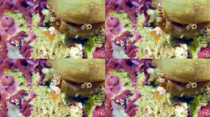 水下的小虾。深蹲海葵虾(Thor amboinensis或性感海葵虾)躲在海底海葵触手中的特写。