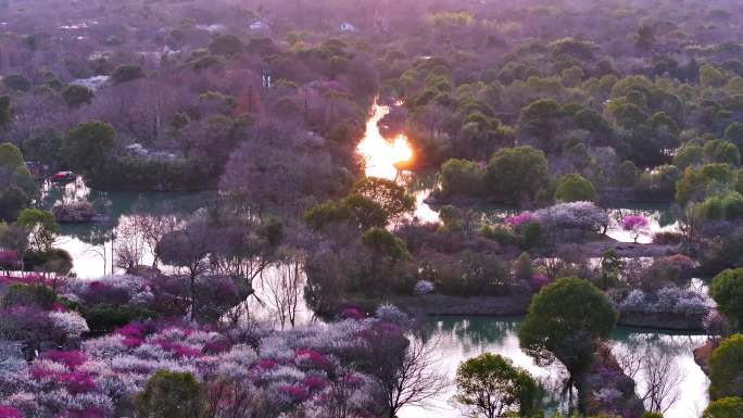 杭州西溪湿地梅花探梅节日落美景