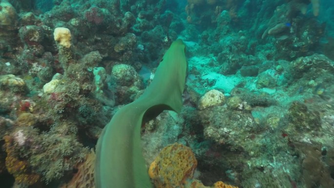 一条绿色的海鳗游过礁石，向一个受到惊吓的潜水员游去。用佳能R5 4K相机拍摄。