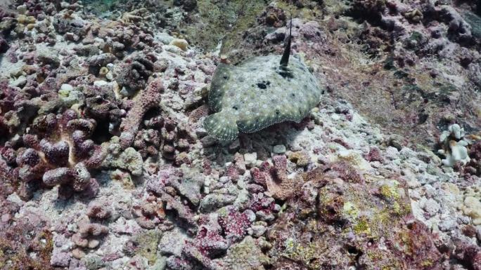 南太平洋塔希提岛的提普塔山口——孔雀比目鱼在礁石上