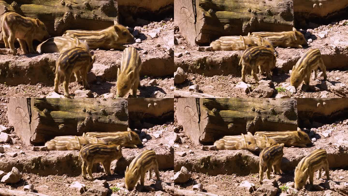 野猪宝宝在阳光下休息