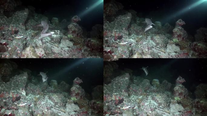 珊瑚礁上的水下手电筒光线背景上的礁鲨。