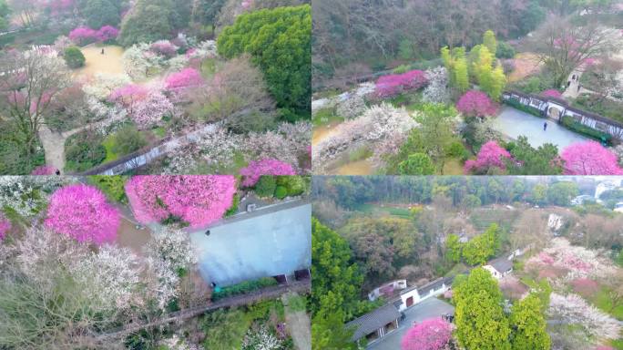 杭州植物园灵峰探梅梅花风景视频素材9